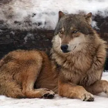 Profile image of Soren