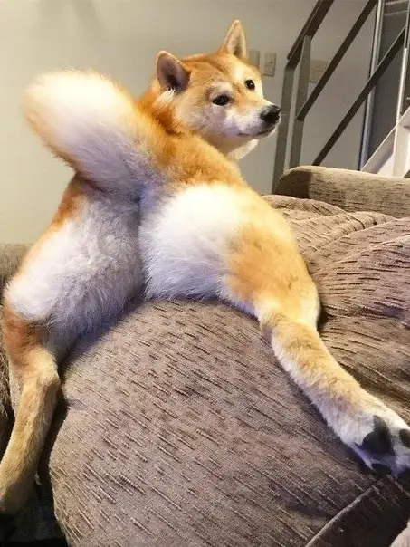 kahara의 推しキャラが犬化に……？！