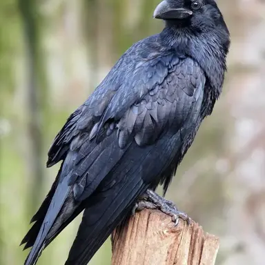 Profile image of 모리안