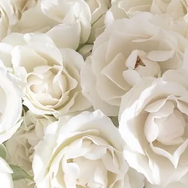 Profile image of 이상