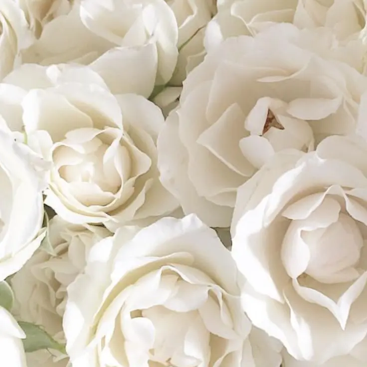 DVE__LUX.sHan의 이상