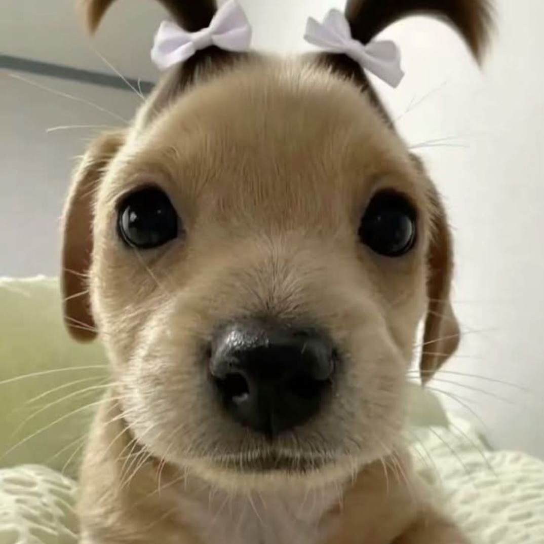 천슈런 대표 이미지