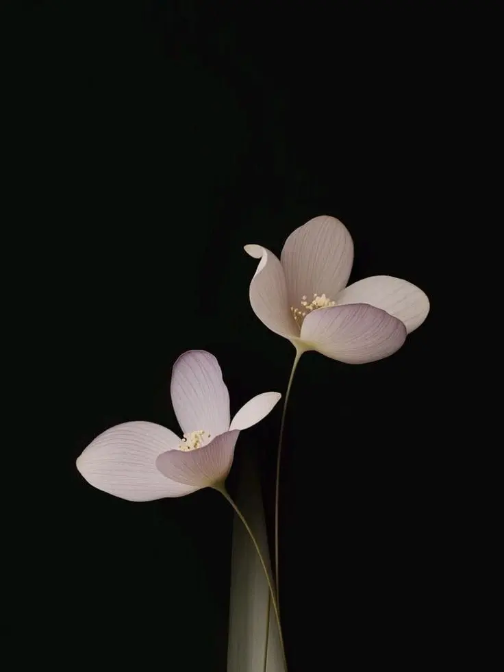 wndmlvudghk의 아이돌의 일상
