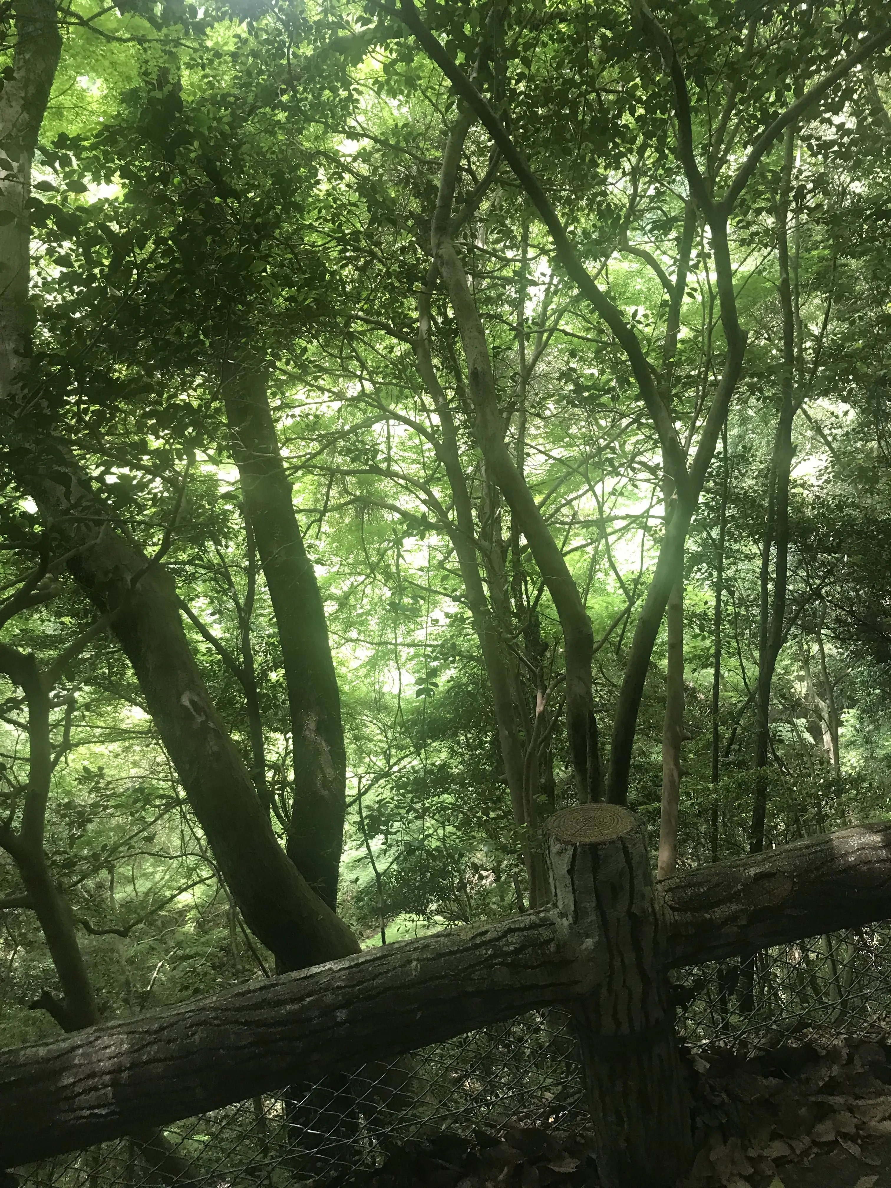 RashHair6974의 僕の夏の神様