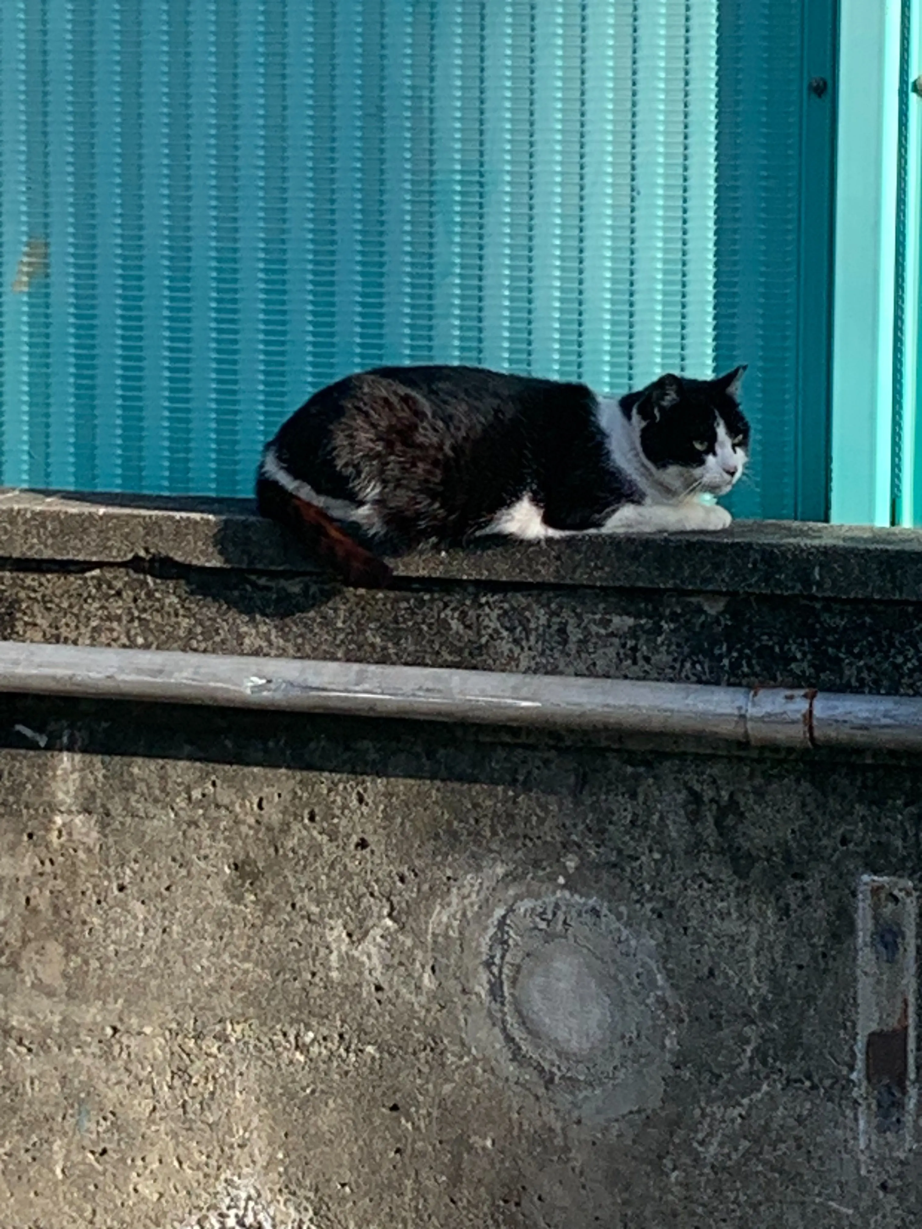RashHair6974의 吾輩は猫である