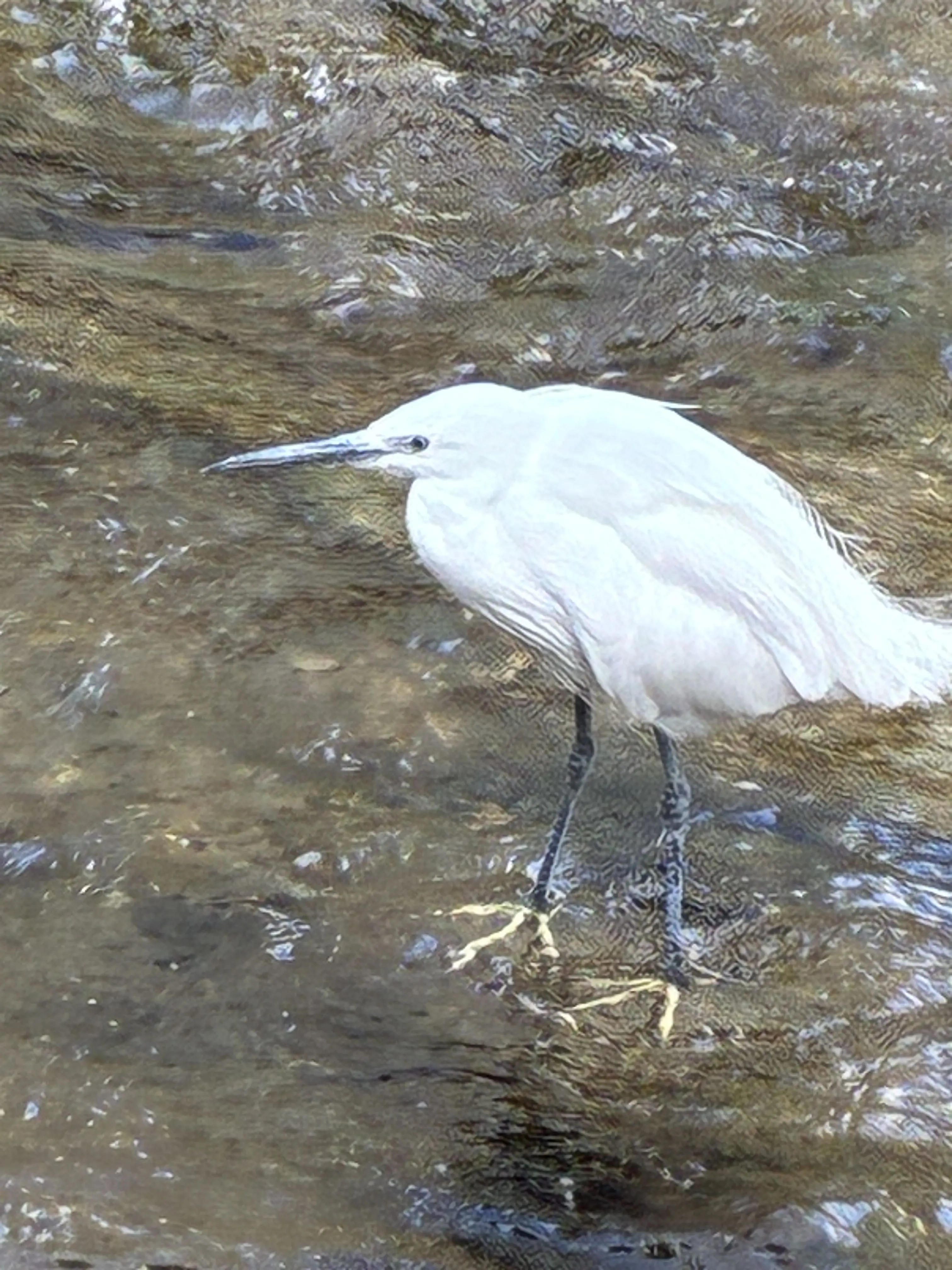 YellowHeron5035의 **집착하는** 다크카카오