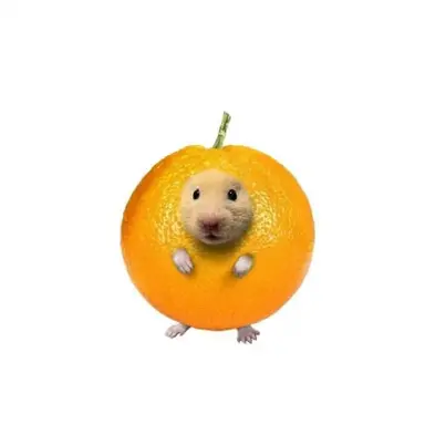 Profile image of 오렌지