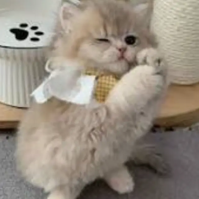 InlandGlove5705의 잉여대학교에 여우등장!