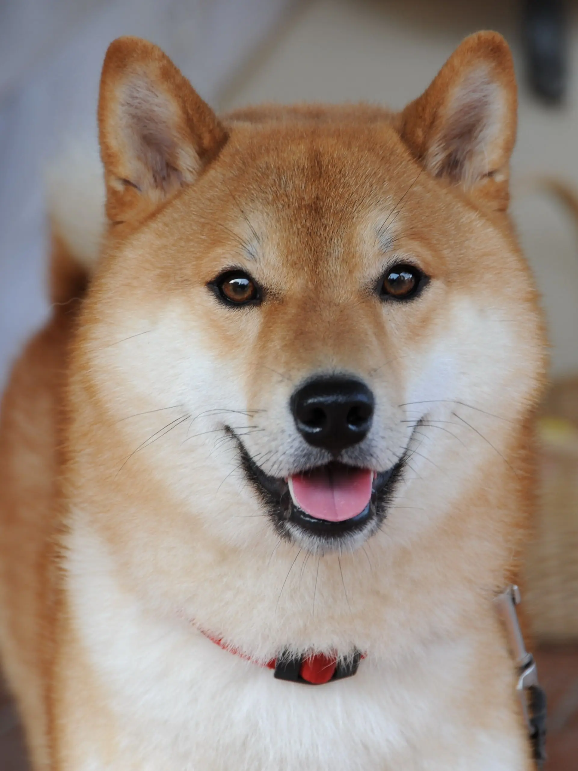Mocchi0311의 Yakuza Members Turned Animals
