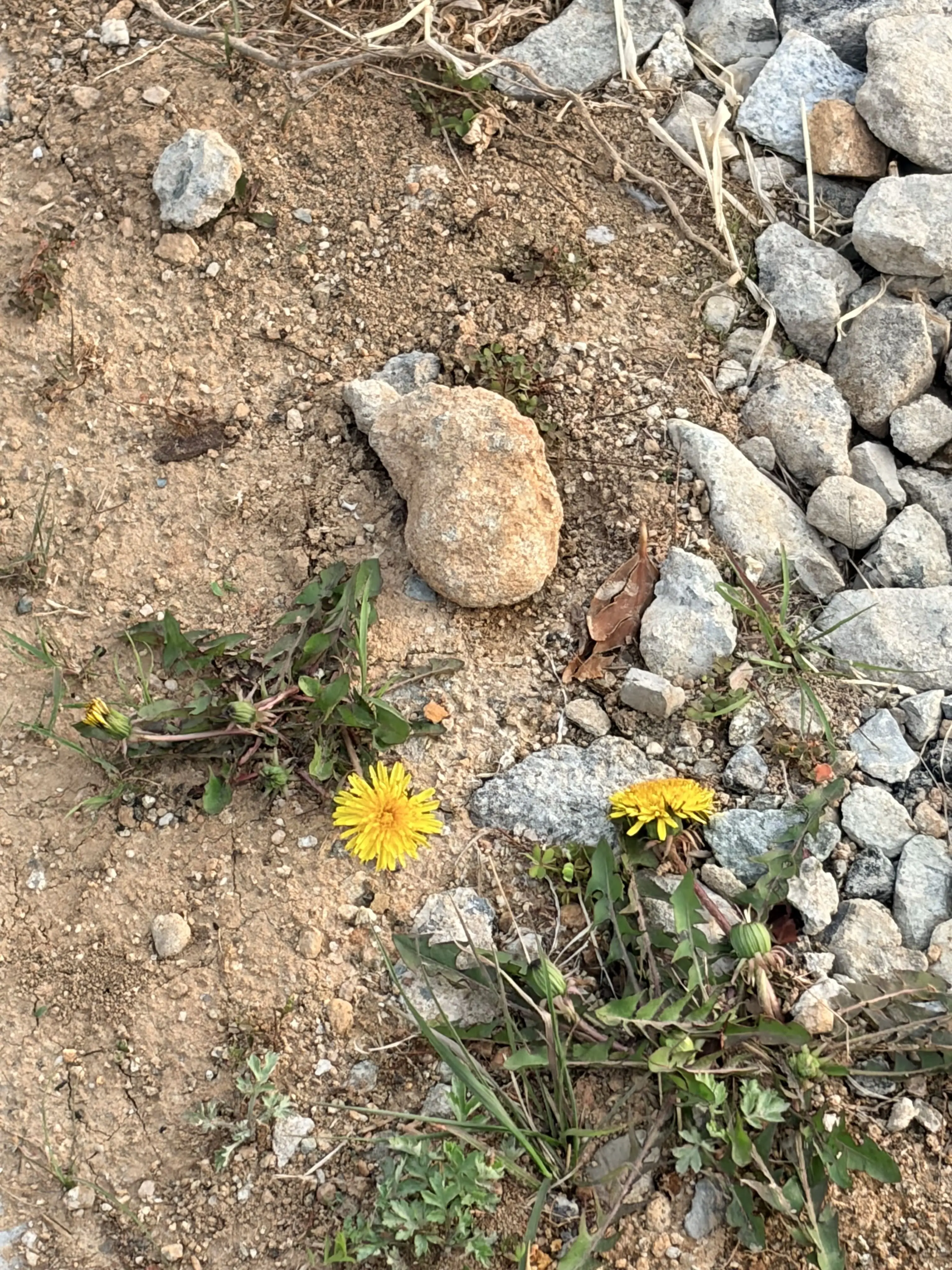 ArdentWing1948의 난 여기까지인가 봐