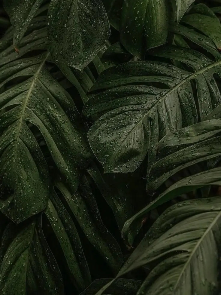 LinearPlush1991의 ♧프루스트 현상♧