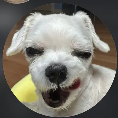 Profile image of 채지효