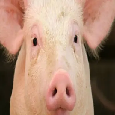 Profile image of Kim Jjintta