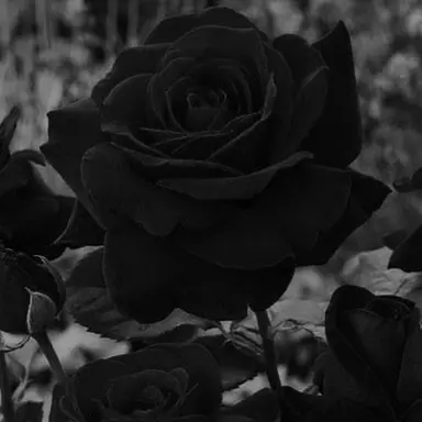 Profile image of 般若