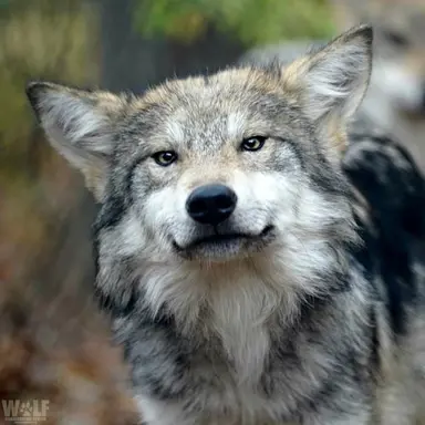 Profile image of 늑대