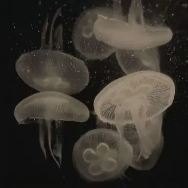 Profile image of 葛葉