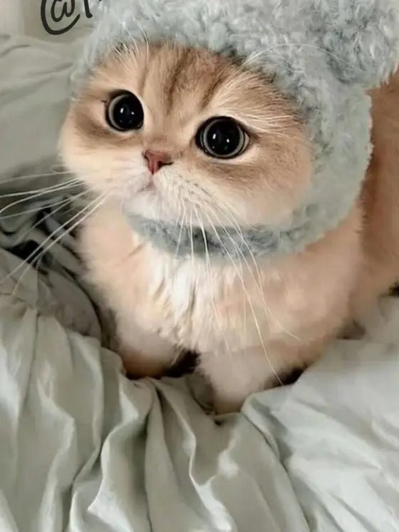 Mochi..의 모찌와 놀아요~!