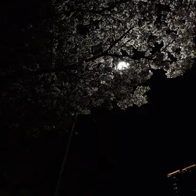 Profile image of 이새롬