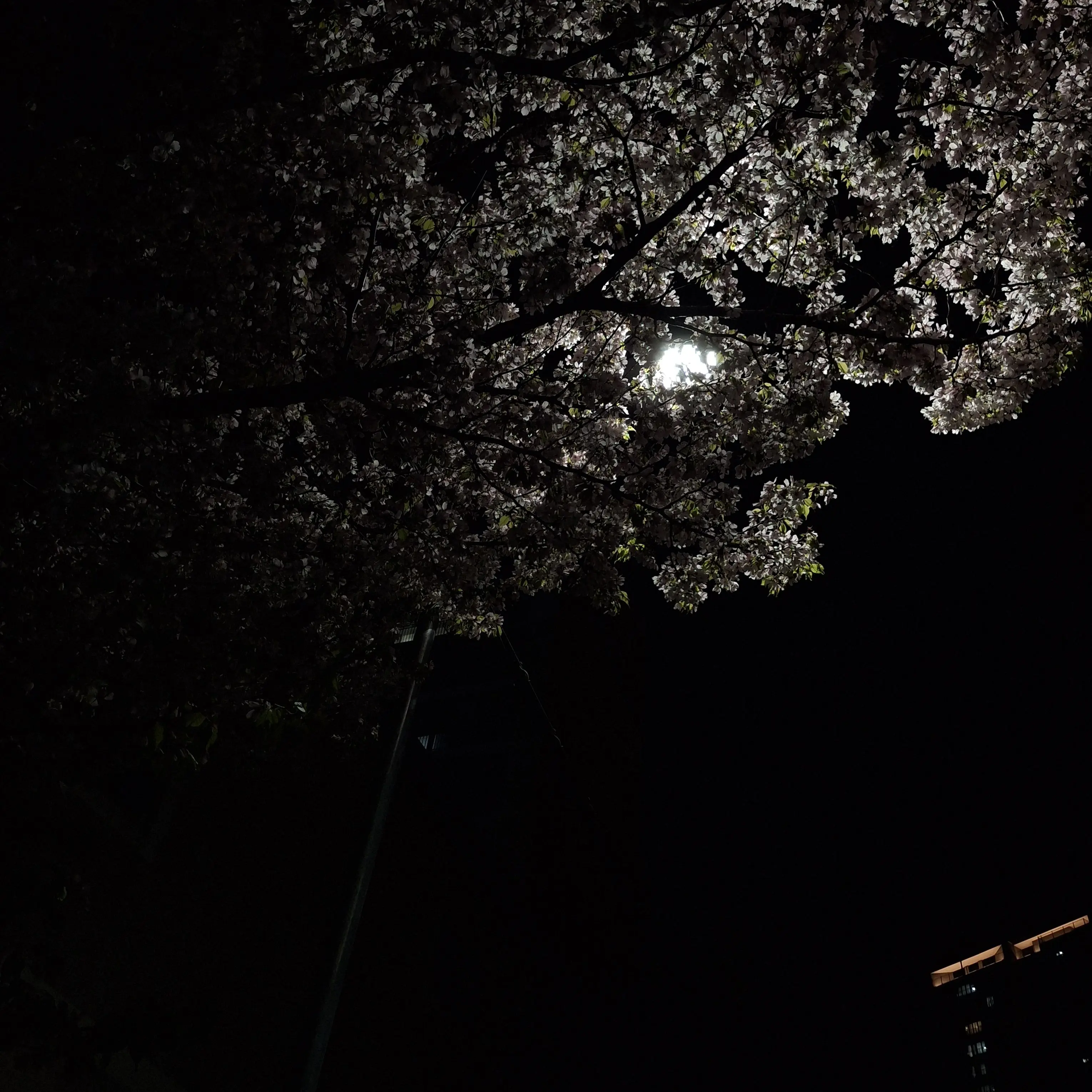 DearLuck1331의 좀비 세상에서 프로미스나인과 살아남기