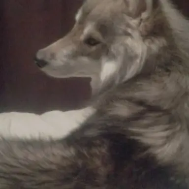 Profile image of Ravek