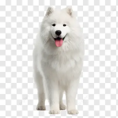 Profile image of Tommy