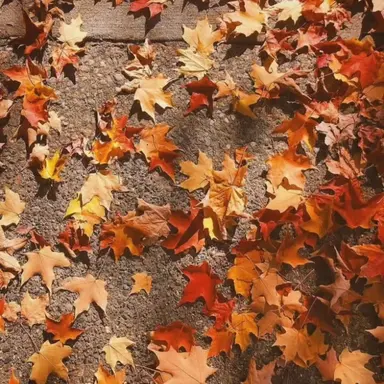 Profile image of 덕개