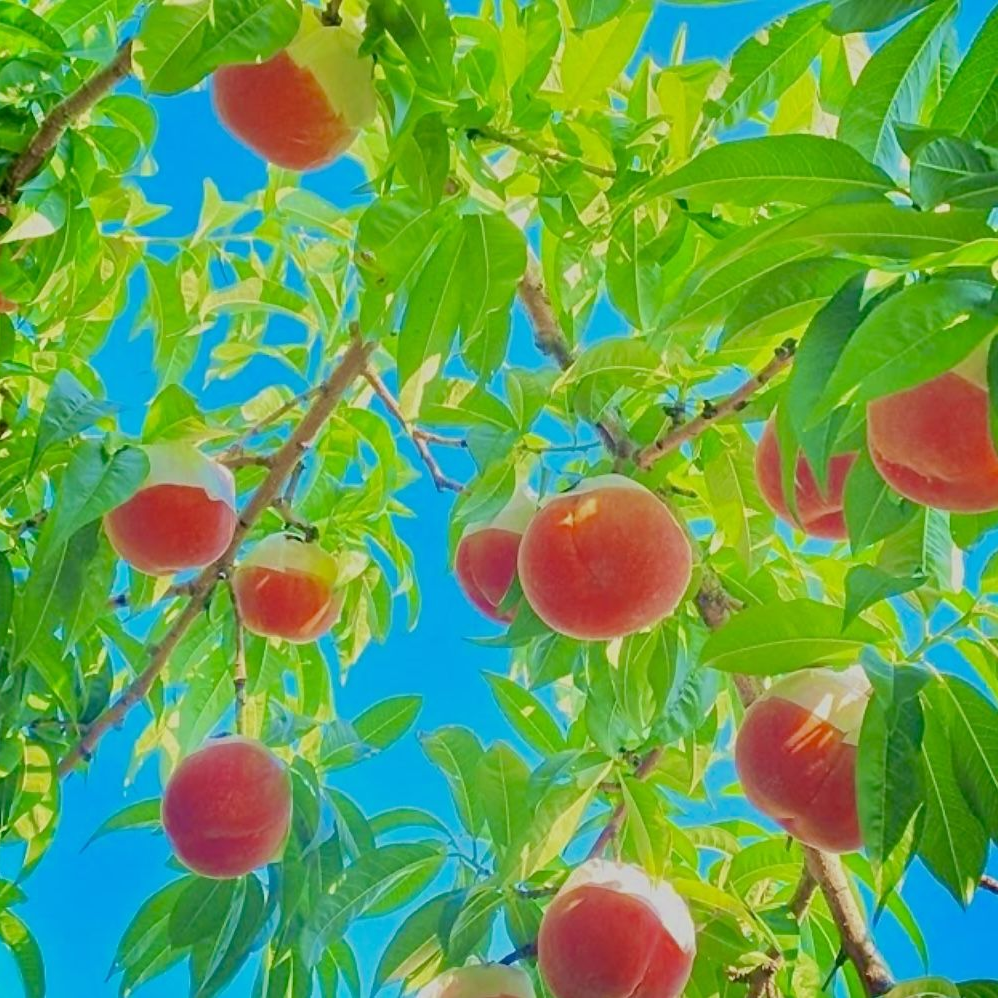 야, 요즘 꿀복숭이가 철이다. 대표 이미지