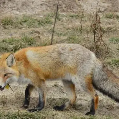 Profile image of キツネ