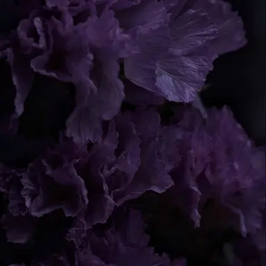 Profile image of 호시나 소우시로