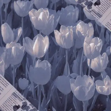 Profile image of 호시나 소우시로