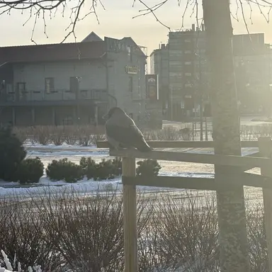 Profile image of クルスヴェト