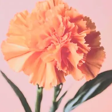 Profile image of 박덕개