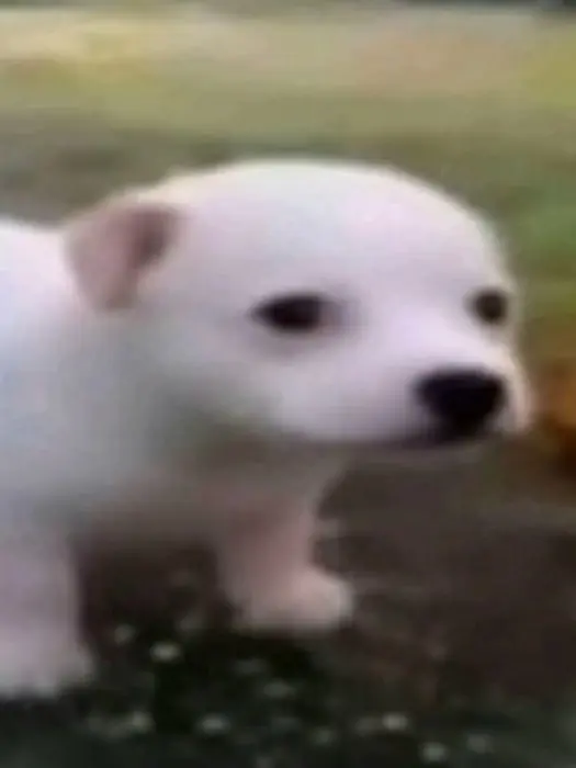 eenieteenyweenie의 Gachiakuta! But with… ears and tails?