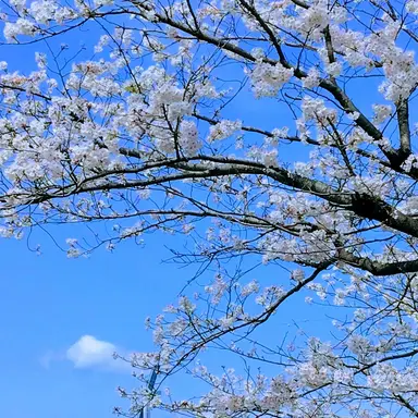 Profile image of 菊