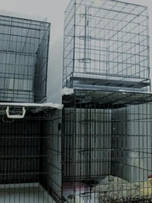 PoliteKiang8211의 竹谷に飼われる　夢いっぱい