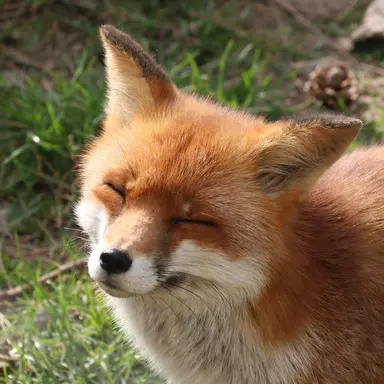 Profile image of 여우