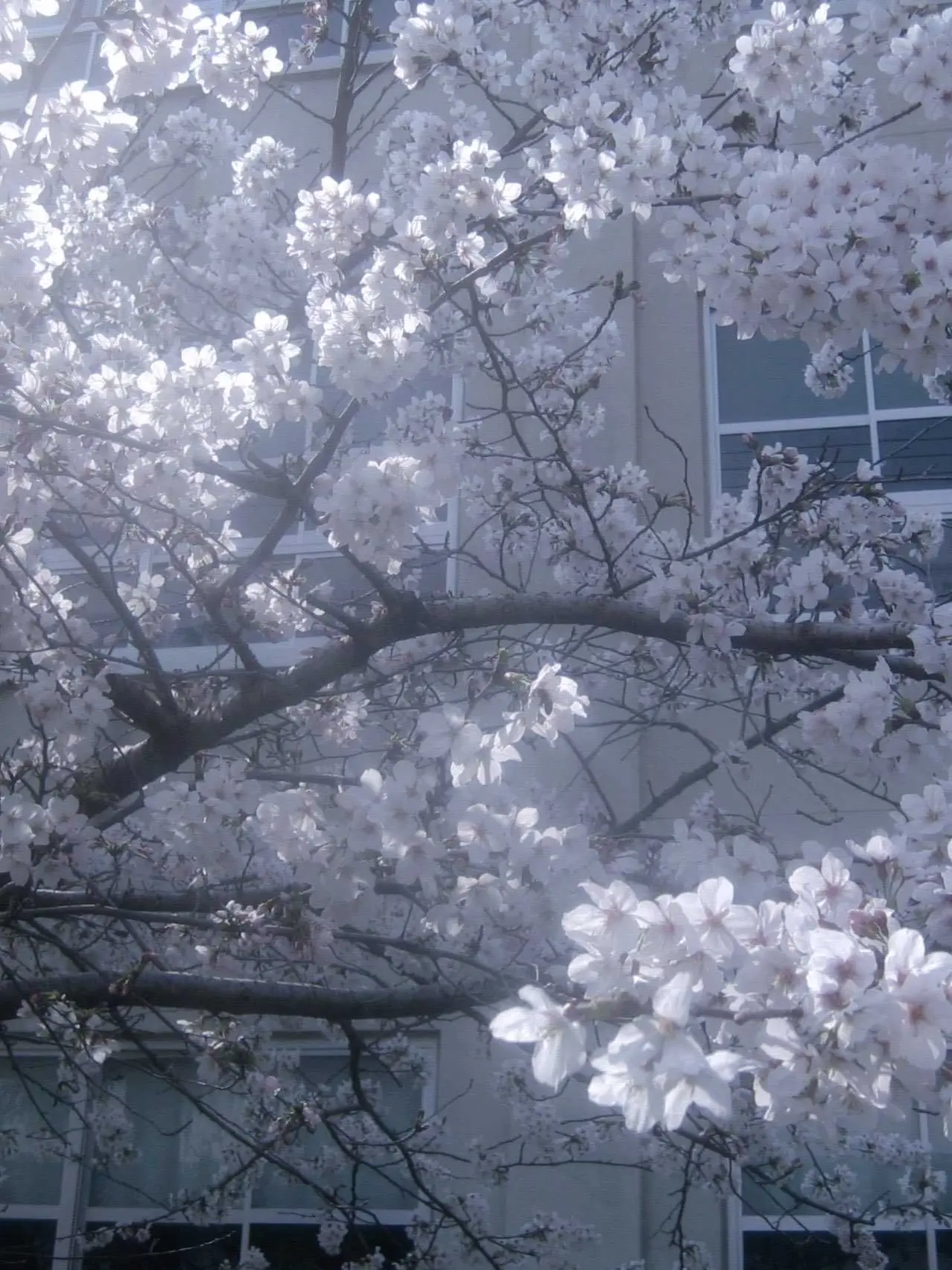aise_의 プール