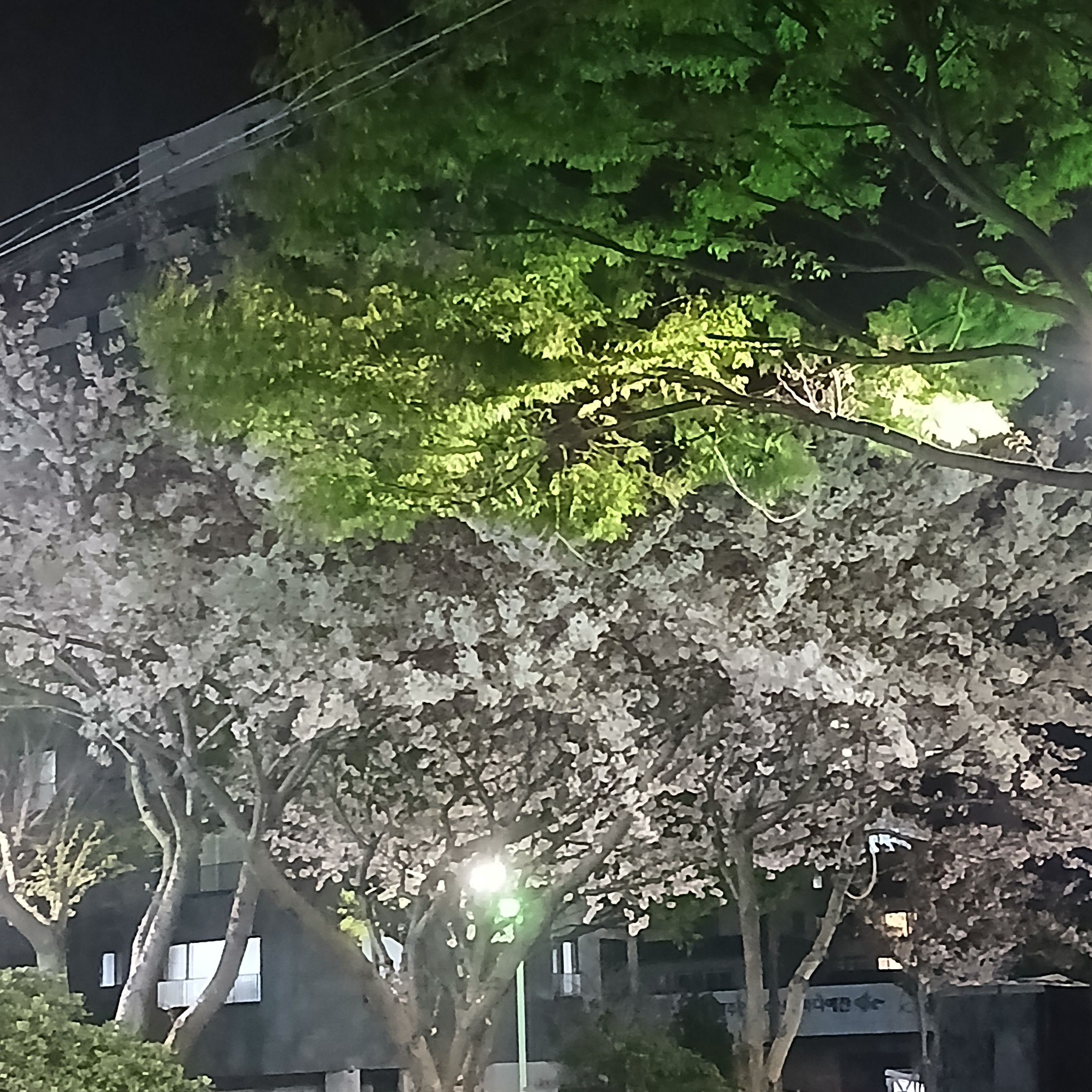 팝업에서 [픽셀리임] 대표 이미지