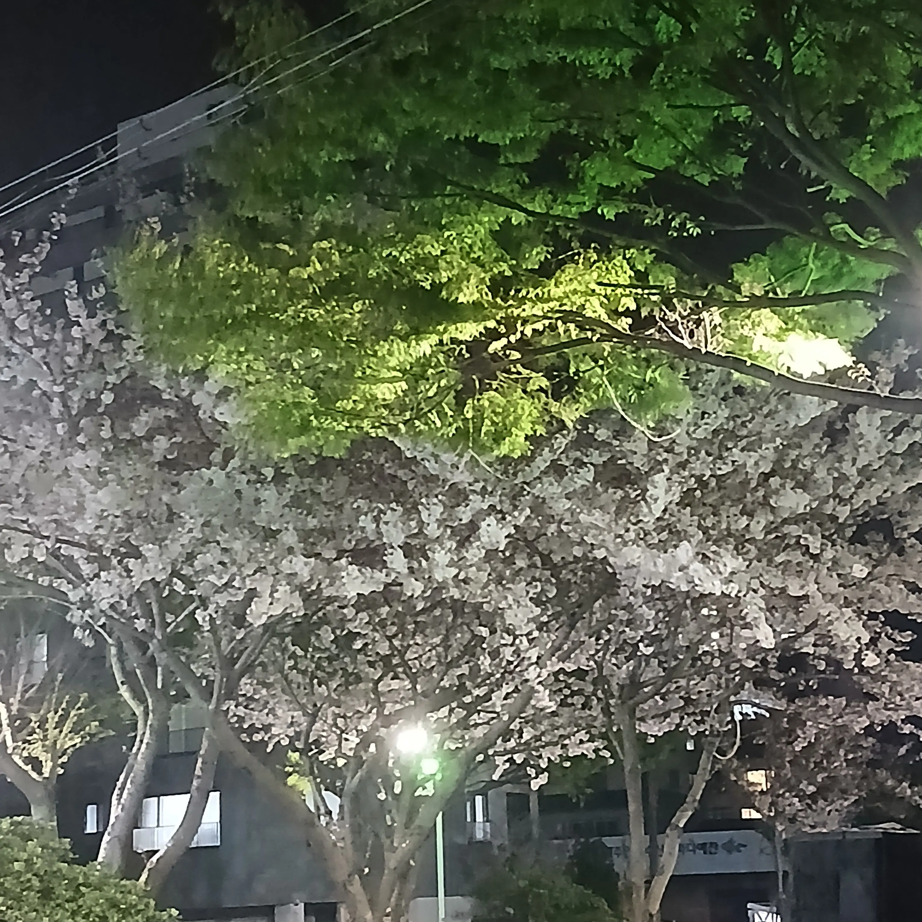 PenguinPenguin의 팝업에서 [픽셀리임]