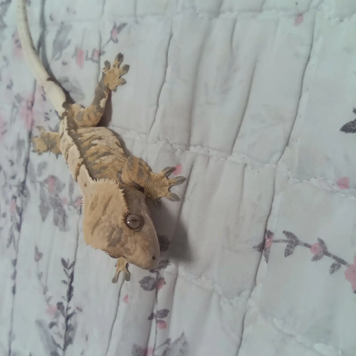 GustyTrump5480의 신비아파트+여우