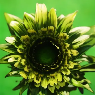 Profile image of 정공룡