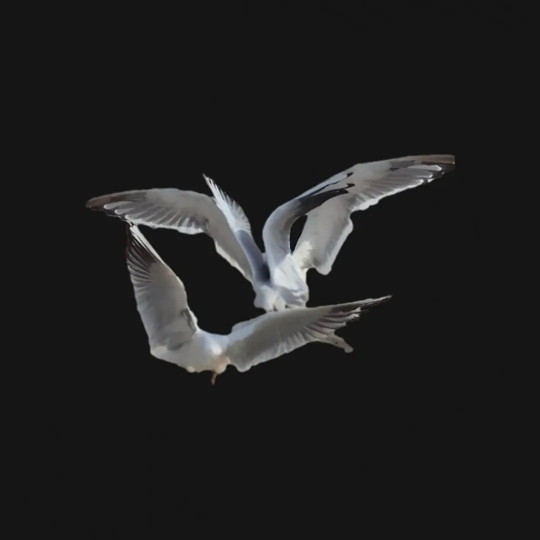 MyCatHatesMe의 바보