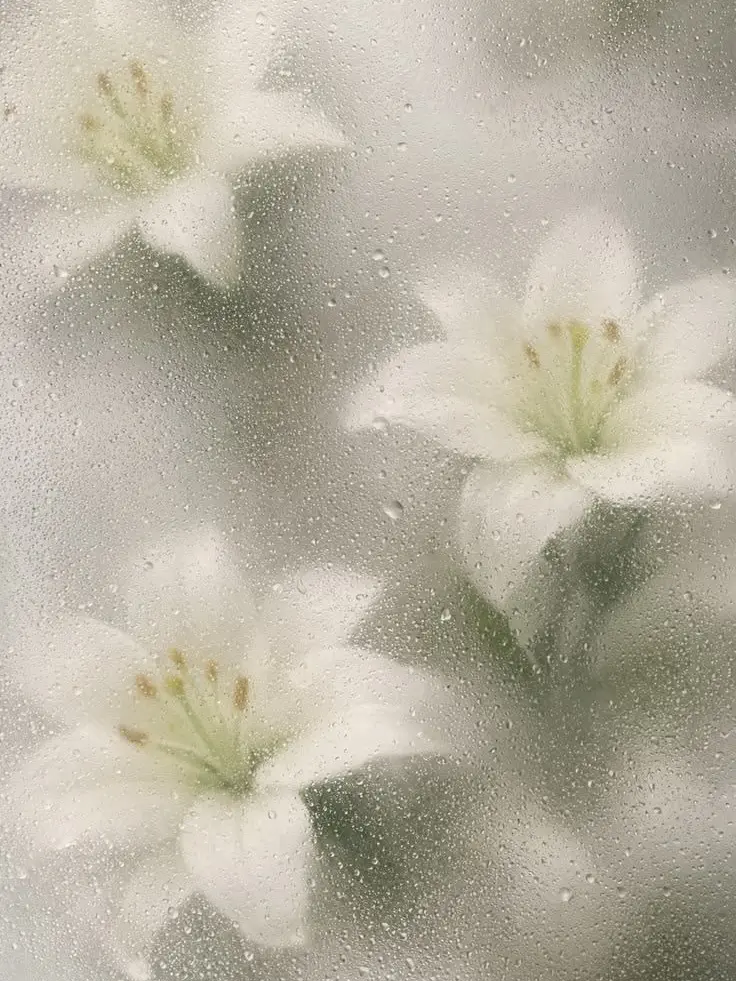 4sho_RL의 아이돌