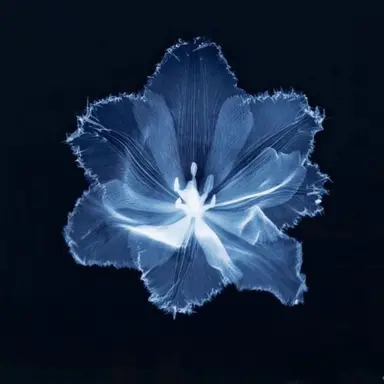 Profile image of ブリ子