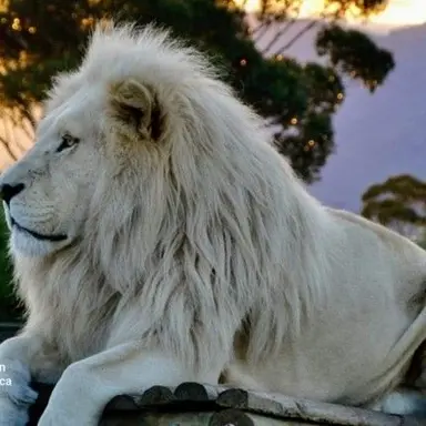 Profile image of Kaiser