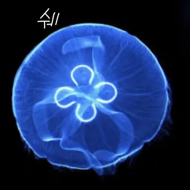 Profile image of 해파리