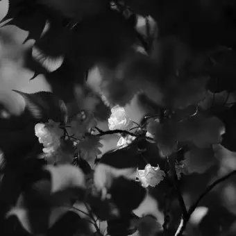 Profile image of 카베르