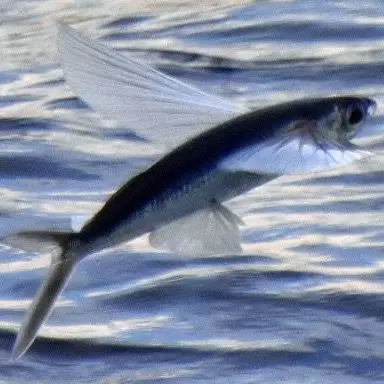 Profile image of バチフォひこ魚