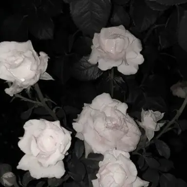 Profile image of 멜로우