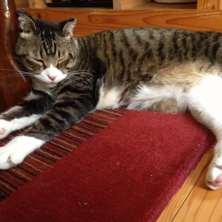 SheerShell4884의 自分用